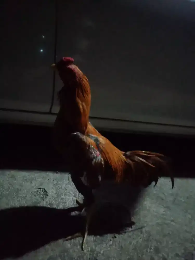 Pama Brazil TRD 3 x abr ada pukul saraf Konya murah