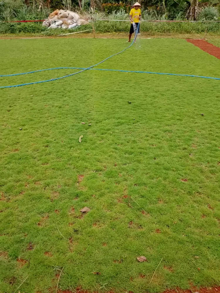 Jual rumput berbagai jenis