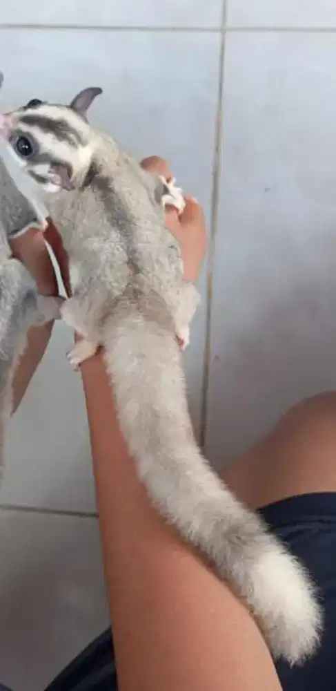 SUGAR GLIDER MOZA RING TAIL BETINA