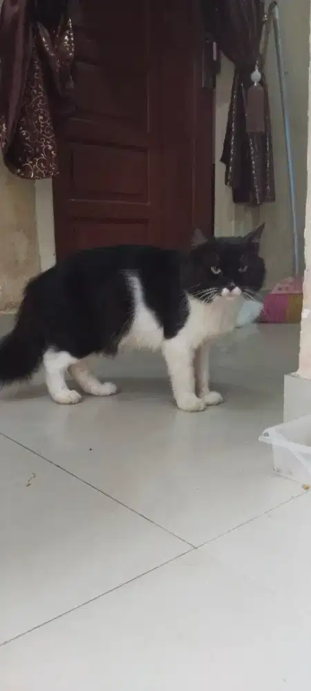 Lepas adopsi kucing anggora