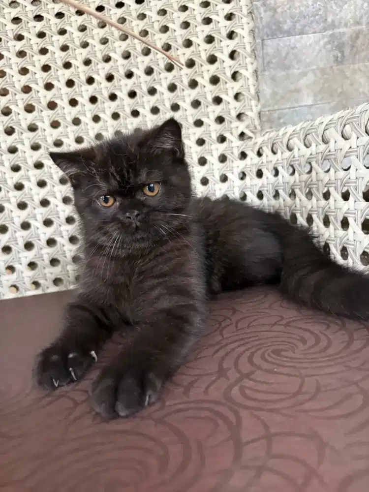 Kucing BSH British Short Hair Jantan