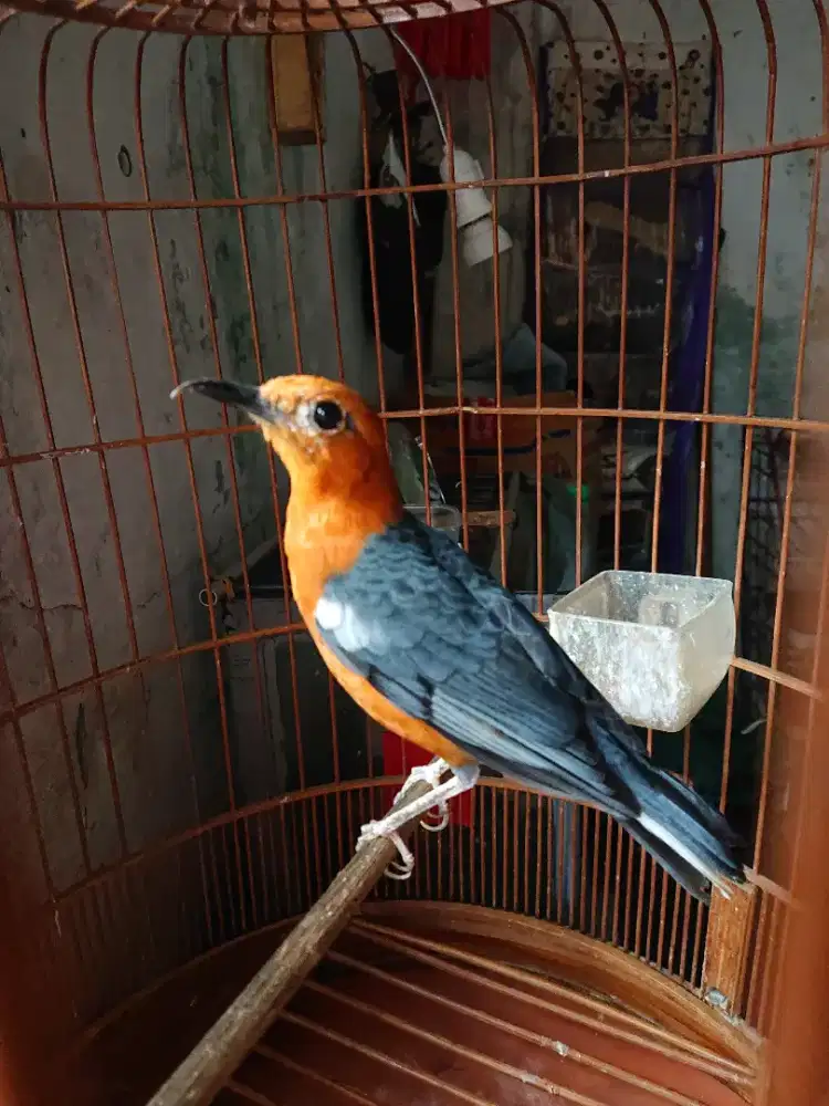 Anis merah fs bunyi cir wik fs tt / bt bs