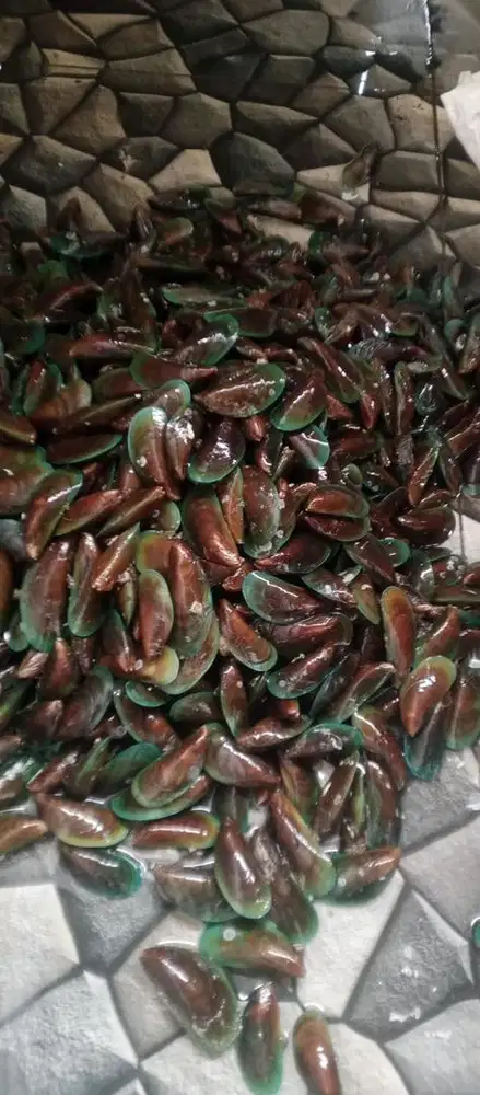 Seafood macam macam jenis