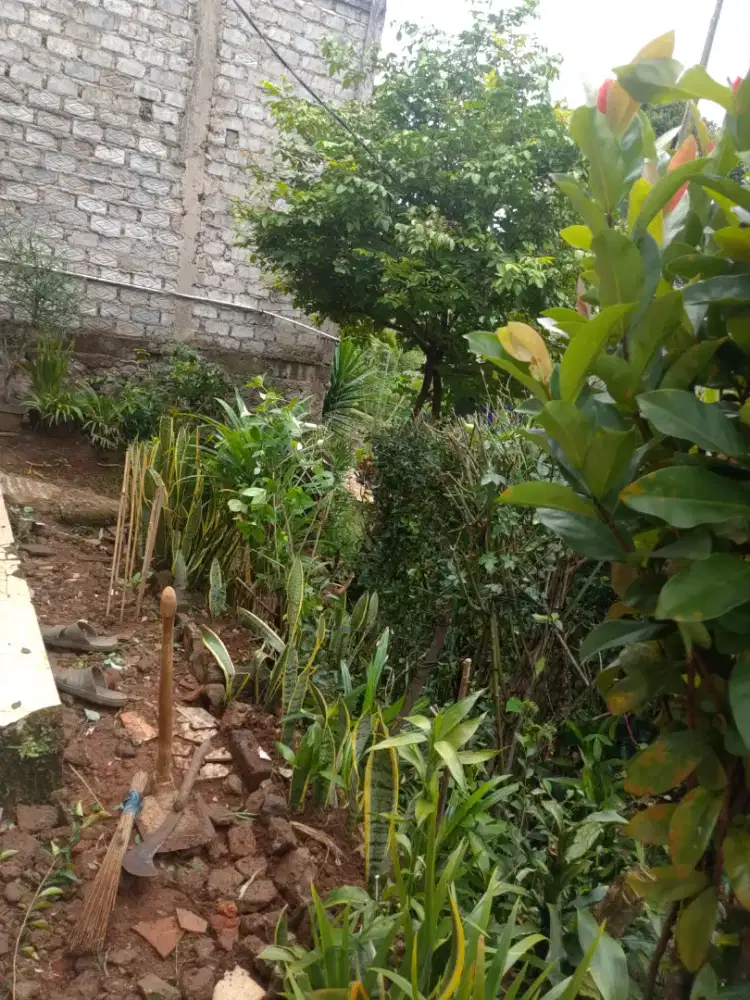 Jasa Bersihkan Rumput Halaman Rumah