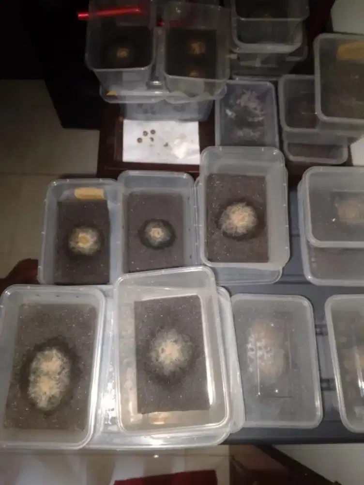 Dijual Cacing Grindal.