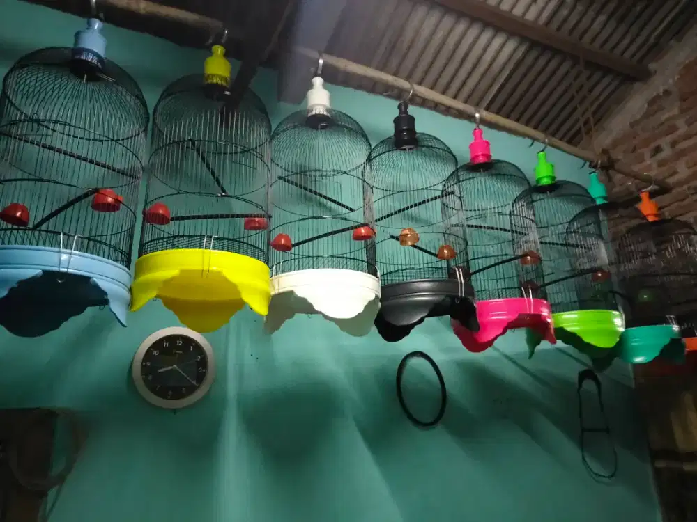 kandang lovebird baru,stok banyak