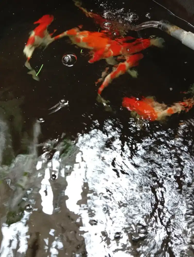 Koi 30 cm merah cukup menyala Sby