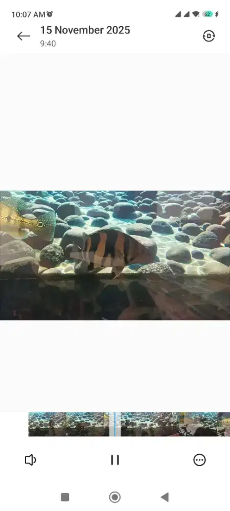 ikan datz double forkbar simetris