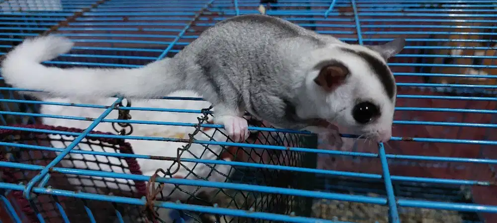 Sugar Glider mosaic / mozaik