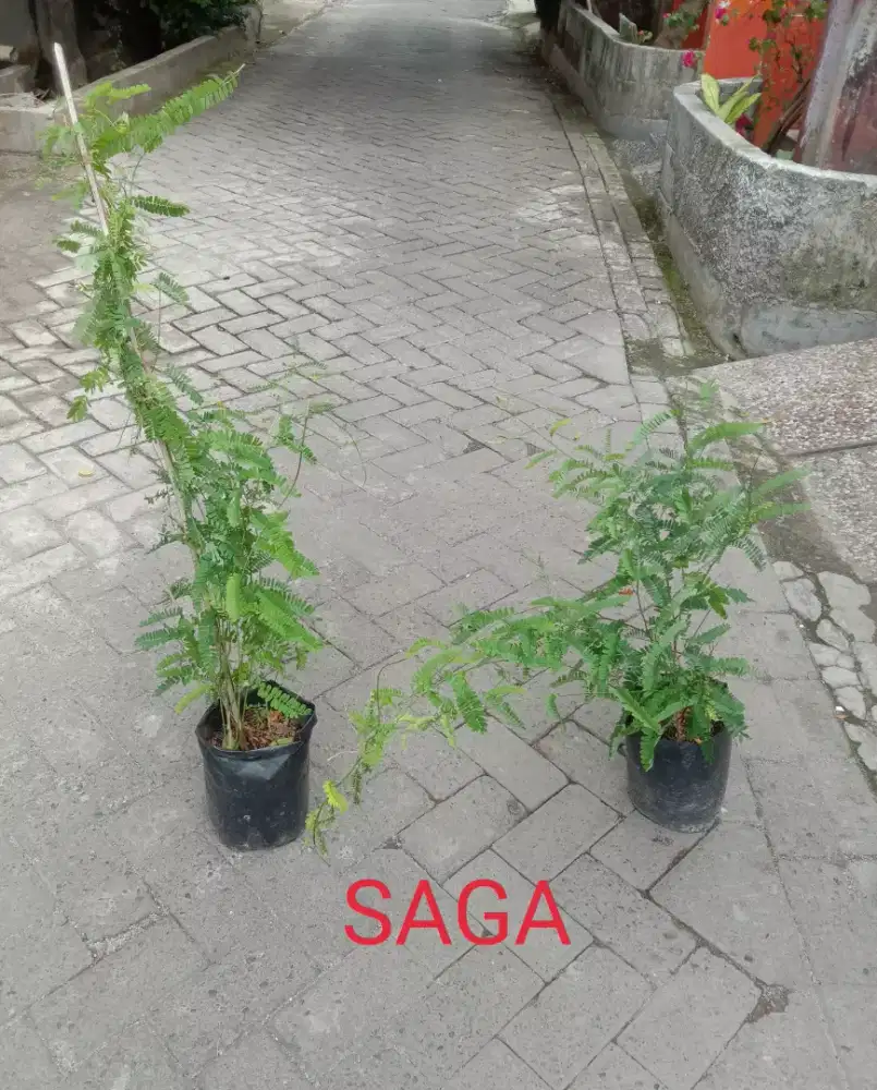 Tanaman Herbal Daun Saga