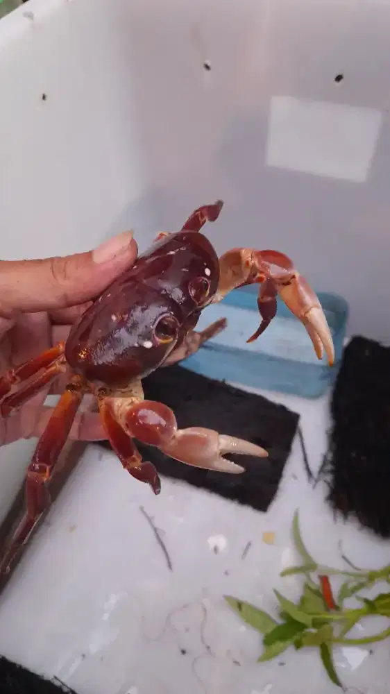 Kepiting Darat Jumbo