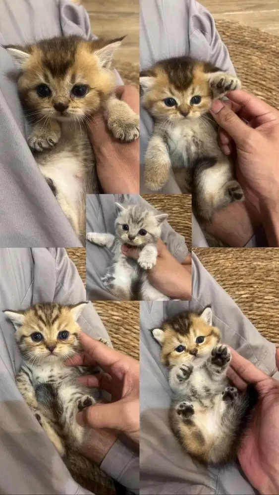 Kitten BSH New Usia 3 Bulan