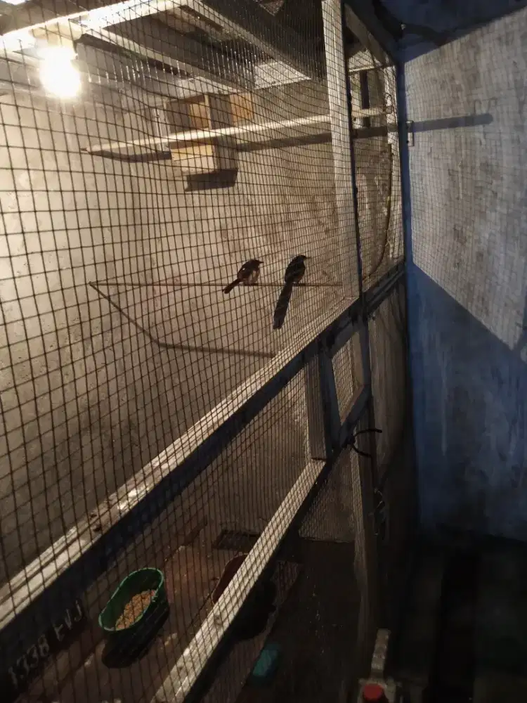 Sepasang burung murai batu medan sudah produksi.