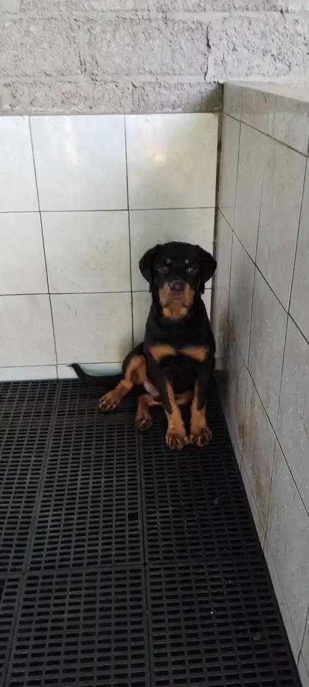 Rottweiler jantan