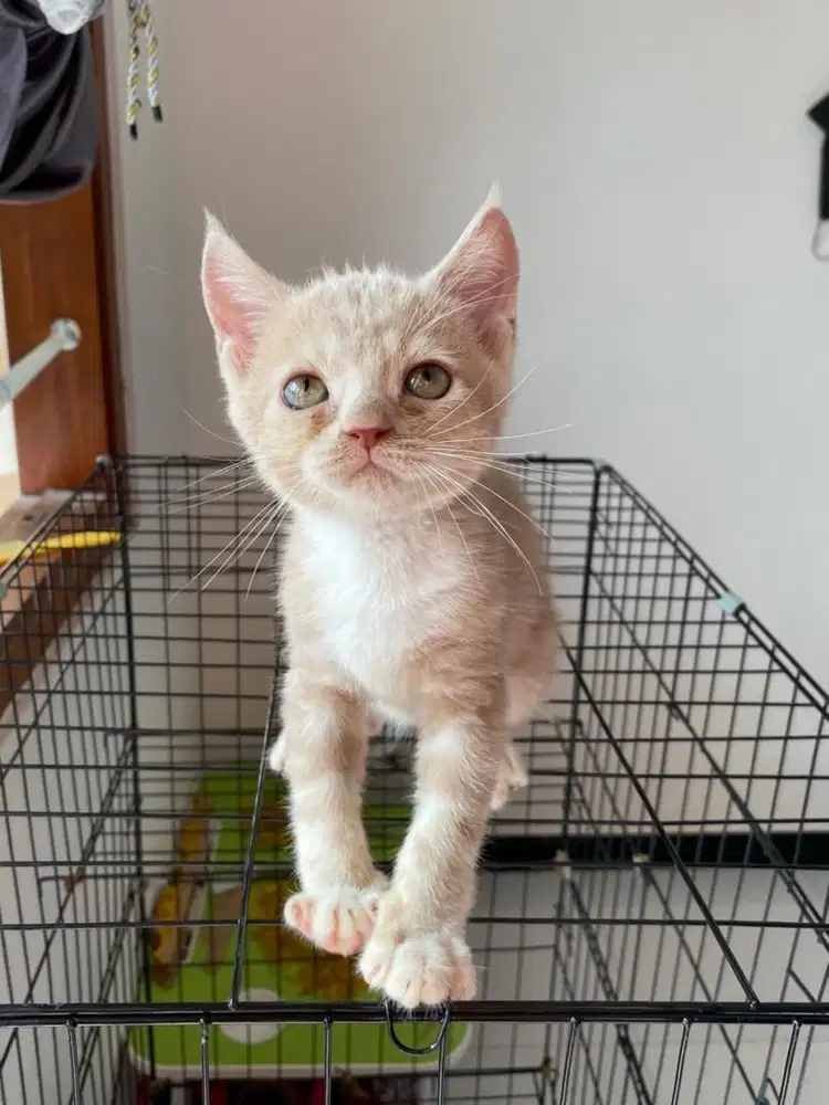 Kitten mix ras BSH jantan