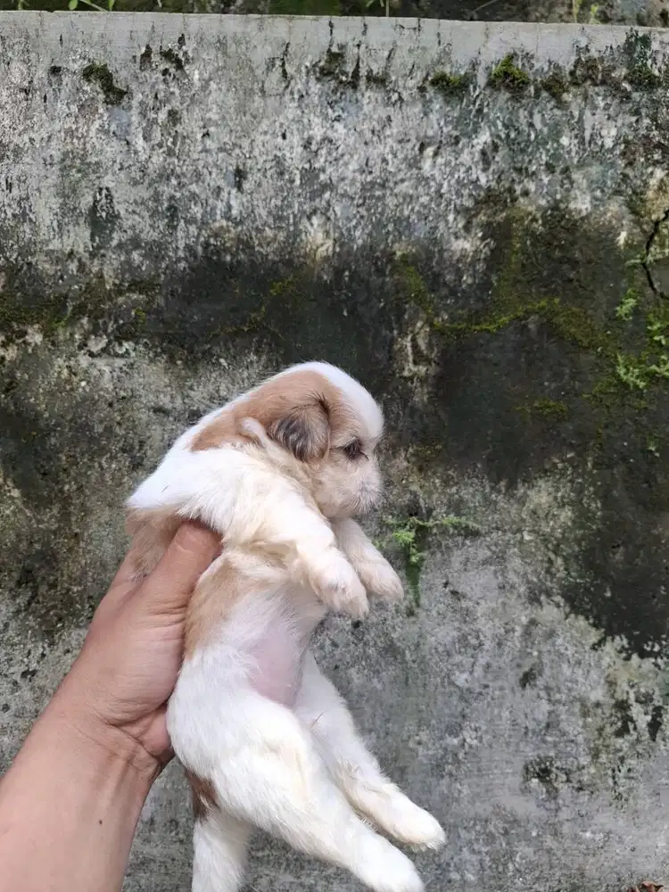 OPEN ADOP ANABUL SHITZU!!