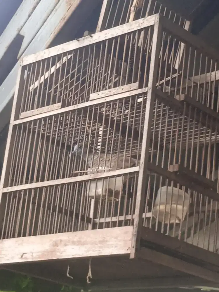 Jual Cepat Perkutut lokal bandangan