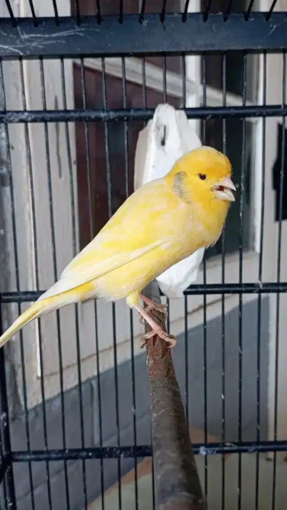 kenari F1ys rajin pejantan isi