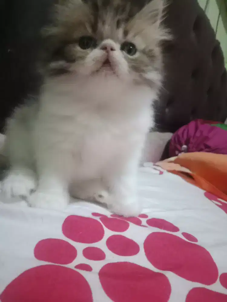 Kitten peaknose calico