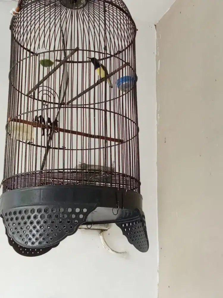 Burung masteran kecil