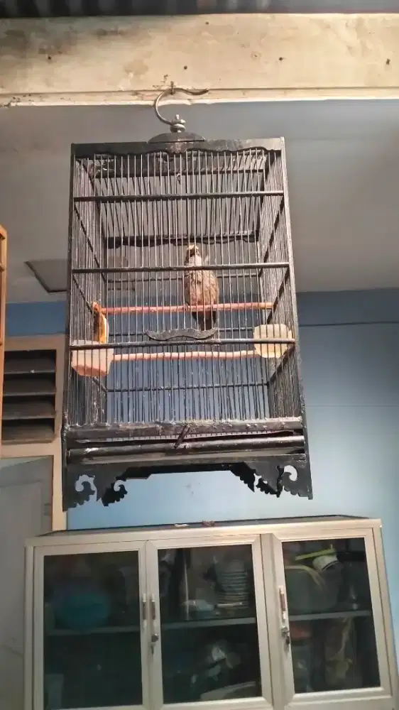 Cucak Rowo jantan gacor