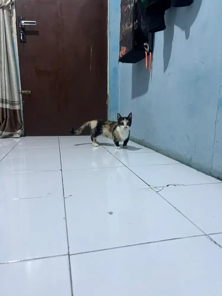 Kucing munchkin betina birahi berat/kucing cebol/kucing kaki pendek