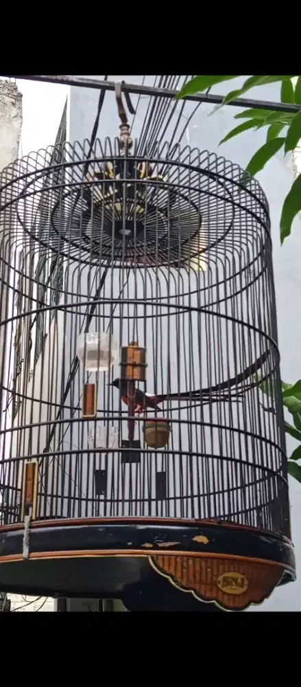 Murai pastol ekor 28 up