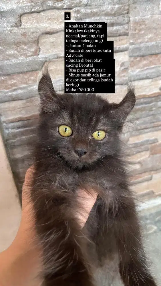 Open adopt kucing persia/kucing american curl mix