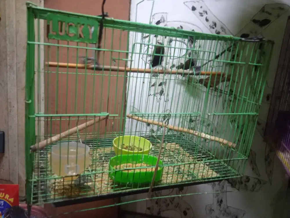 Ombyok anakan burung gereja Mandiri