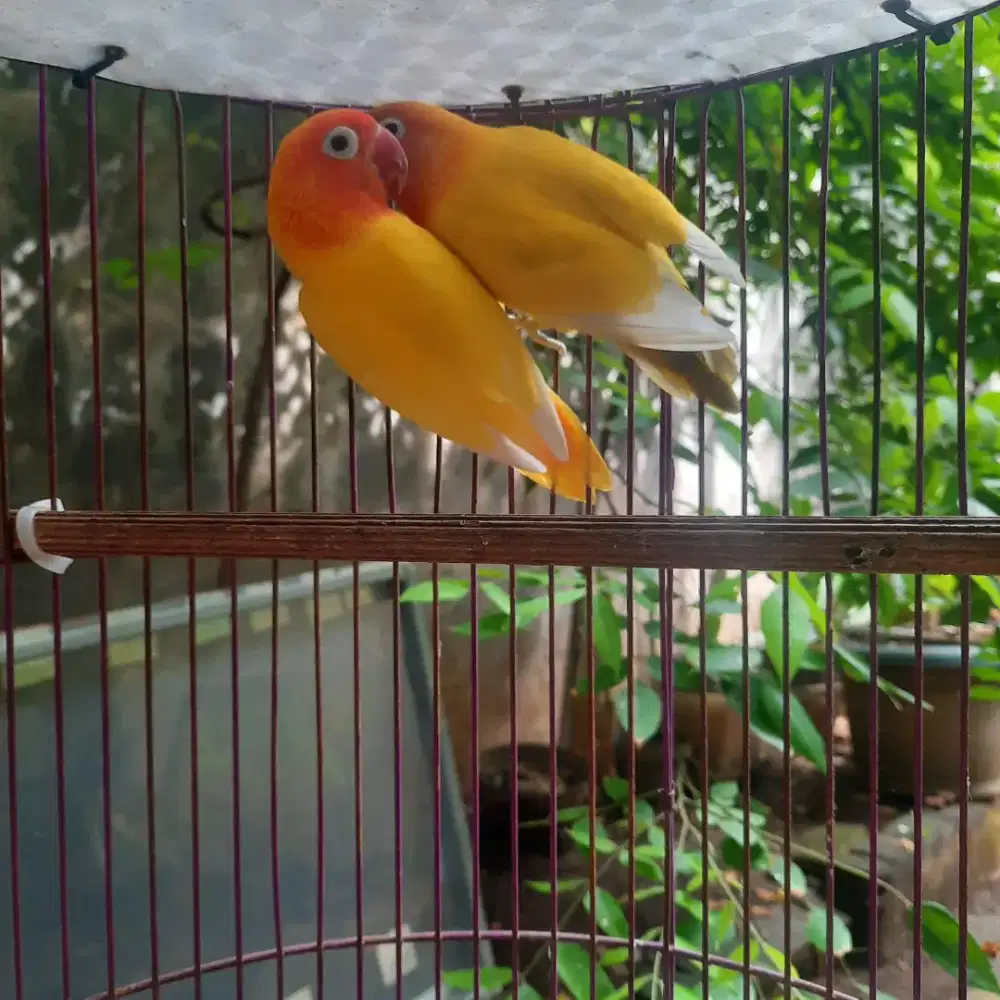 Sepasang lovebird lutino dan pastel kuning bersih