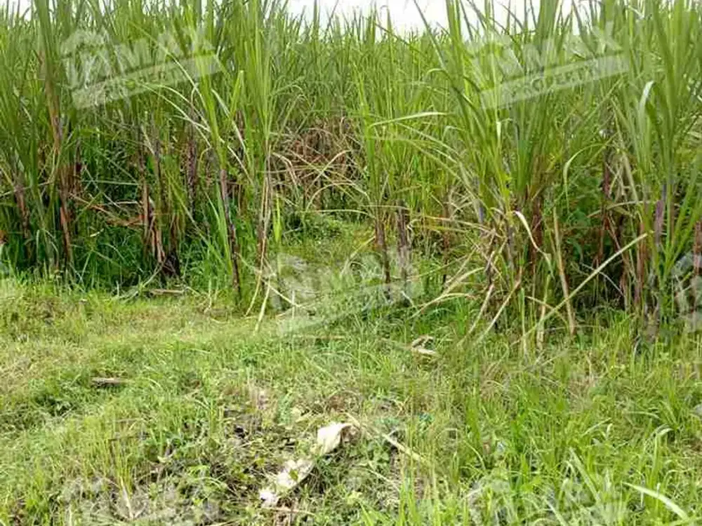 Tanah Sawah Luas 21.205 m2 (2 Ha) di Gunung Jati Pandanlandung Wagir Malang, akses truk