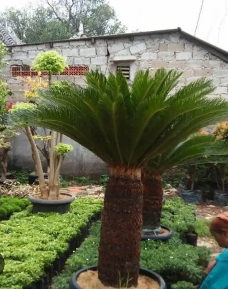 Pohon sikas besar