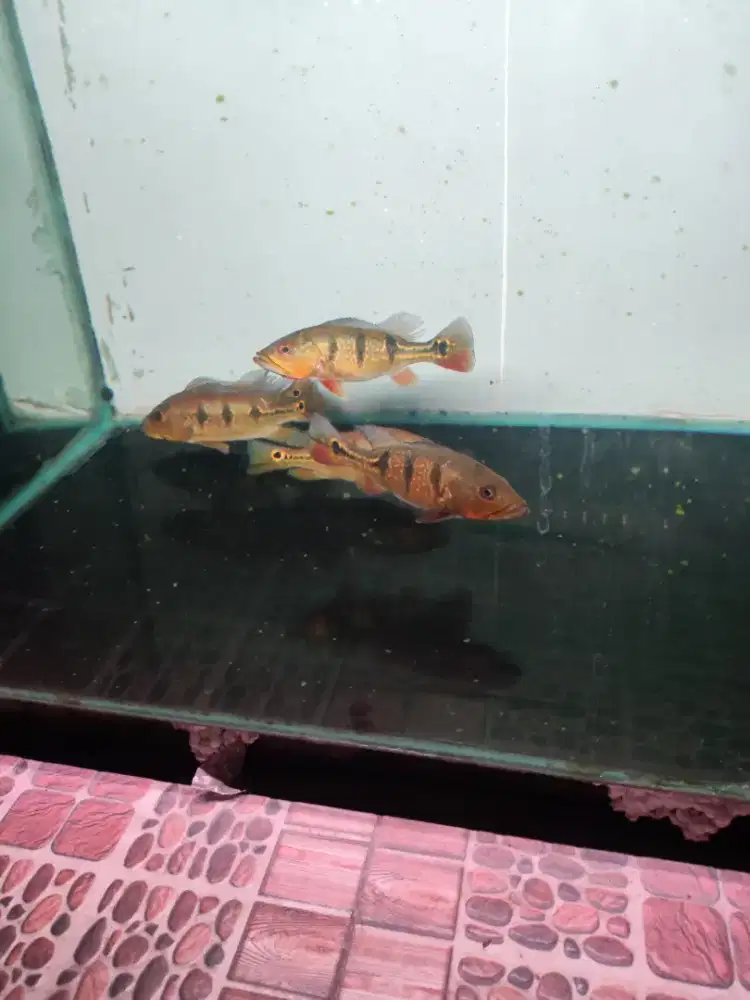 Ikan peacoock bass orinoco brokopondo