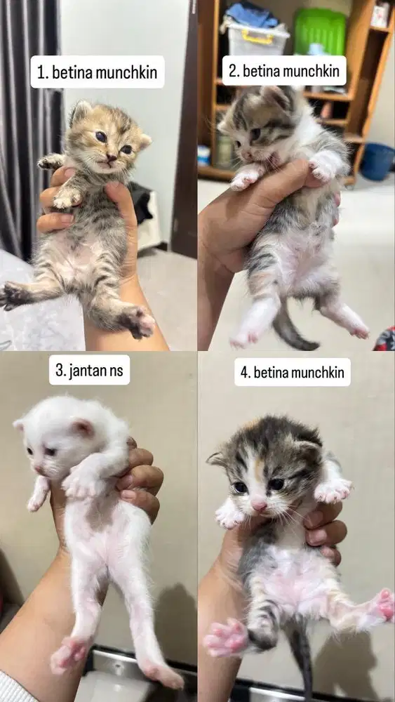 BSH MUNCHKIN MIX PERSIA