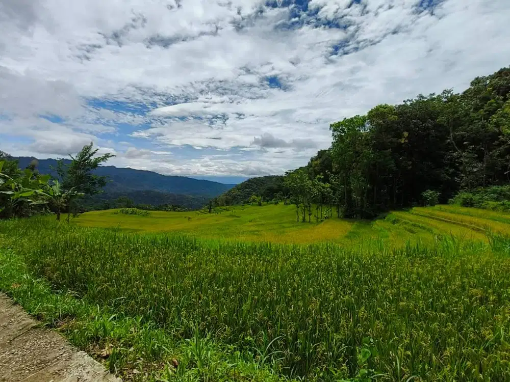 Sawah Terasering dengan View Spektakuler – Investasi Langka di Menoreh
