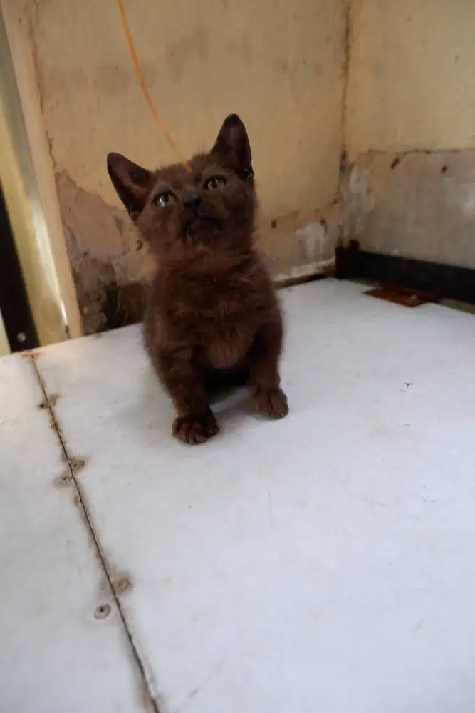 BSH Munchkin Cebol Betina Usia 2,5 Bulan