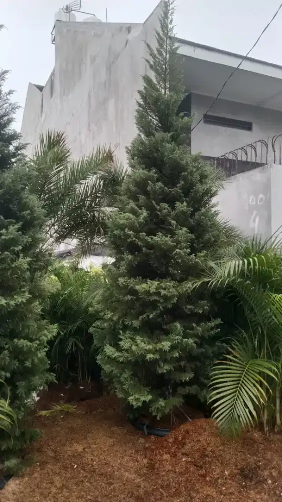 Pohon Cemara Natal, Berbagai macam Ukuran Tinggi