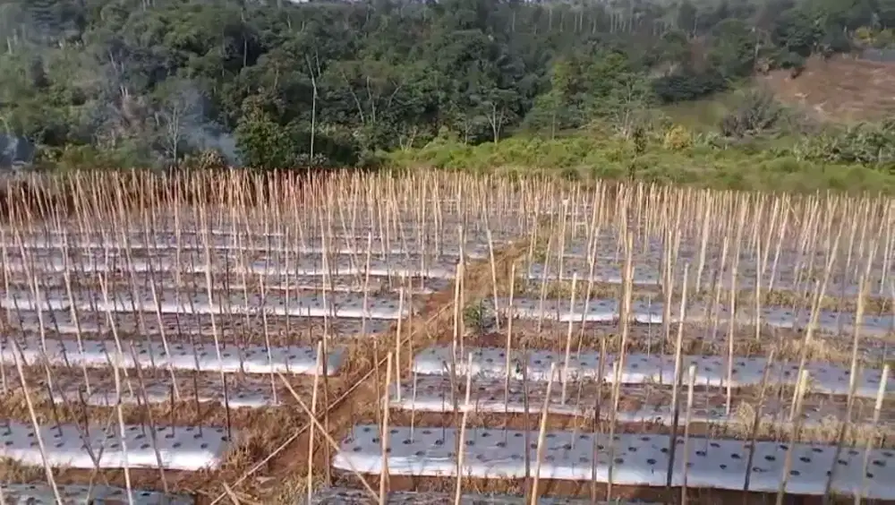 Tanah Perkebunan teh & sayuran produktif