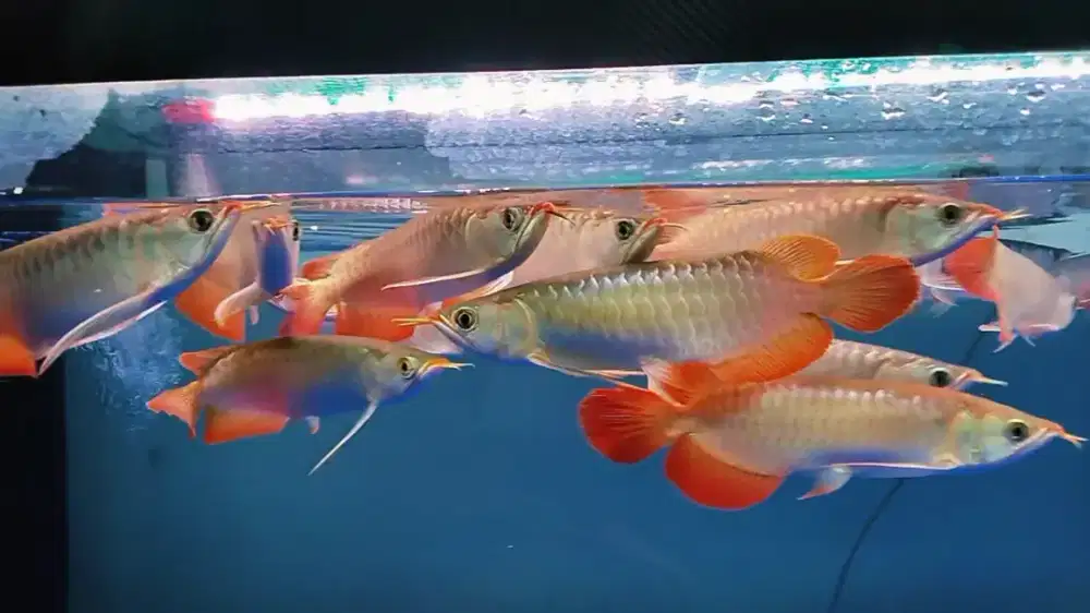 Partai Super Red 25-30cm