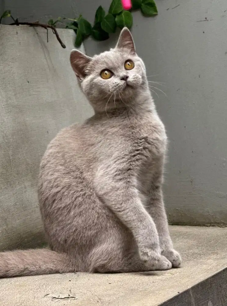 Open adopt british short hair BSH lilac