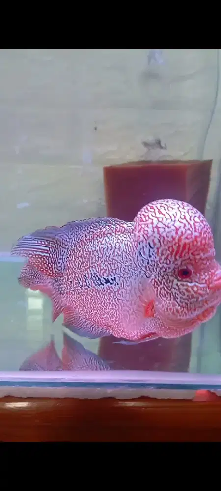 Louhan Chencu NK Series ASLI - Spek Kontes MUTLAK