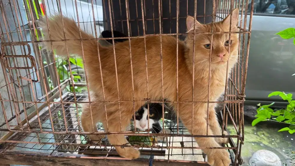 Kucing orens mixdom betina 5 bulan