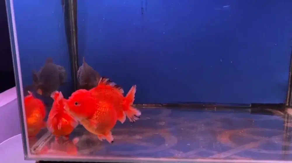 Koki oranda sort tail