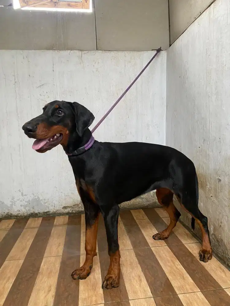 Doberman betina 5bln anak import