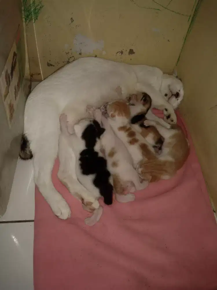 Kucing lokal induk Dan anaknya.