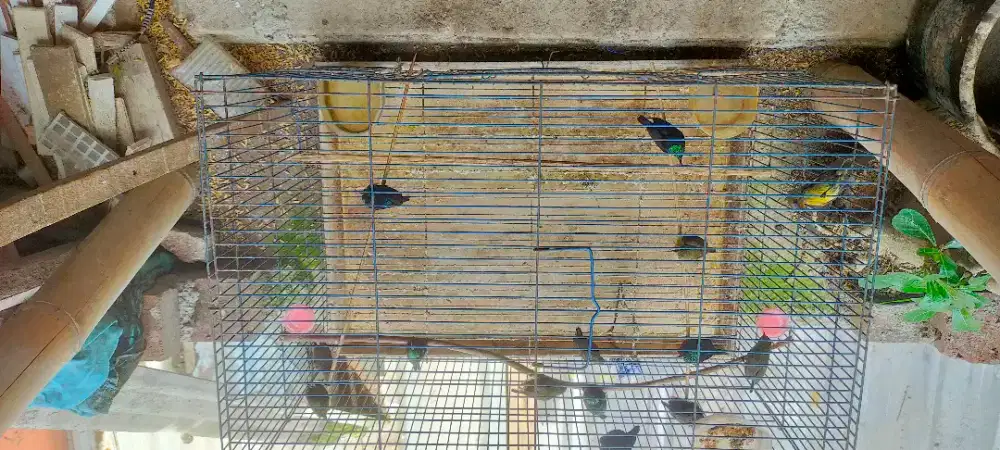 Konin bahan seger seger