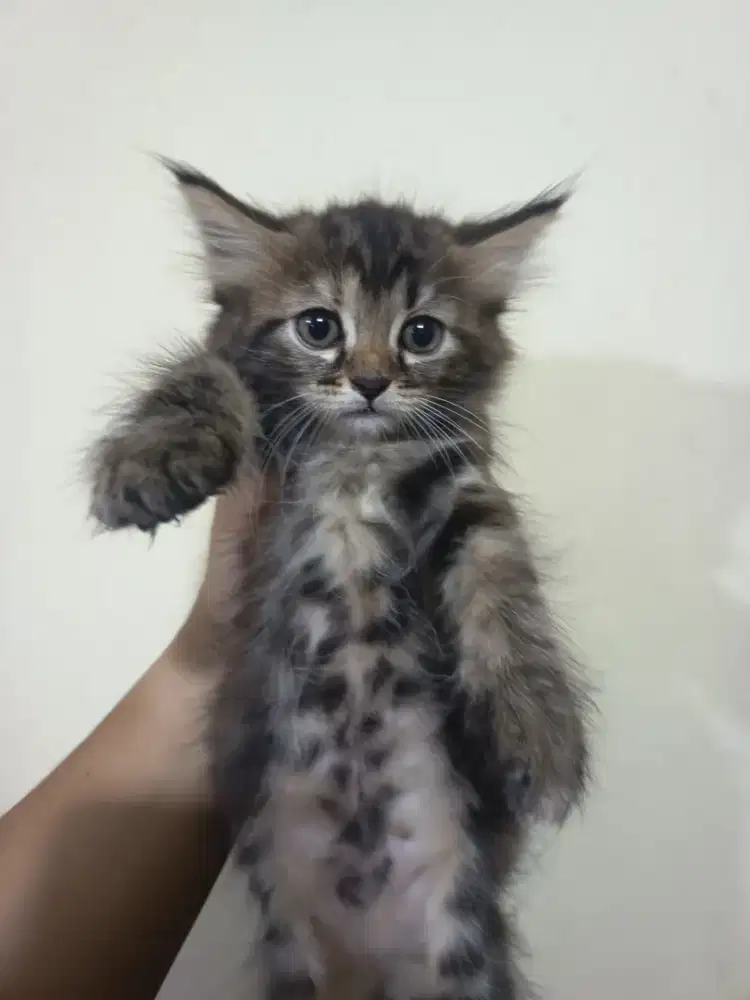 Kitten Longhair Premium – Mix Maine Coon Look, Bulu Super Fluffy