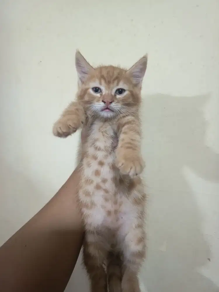 Kitten Oren Super Gemoy – Aktif & Sehat
