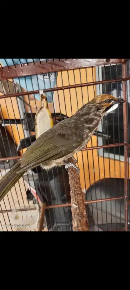 Cucak rowo masi mudh