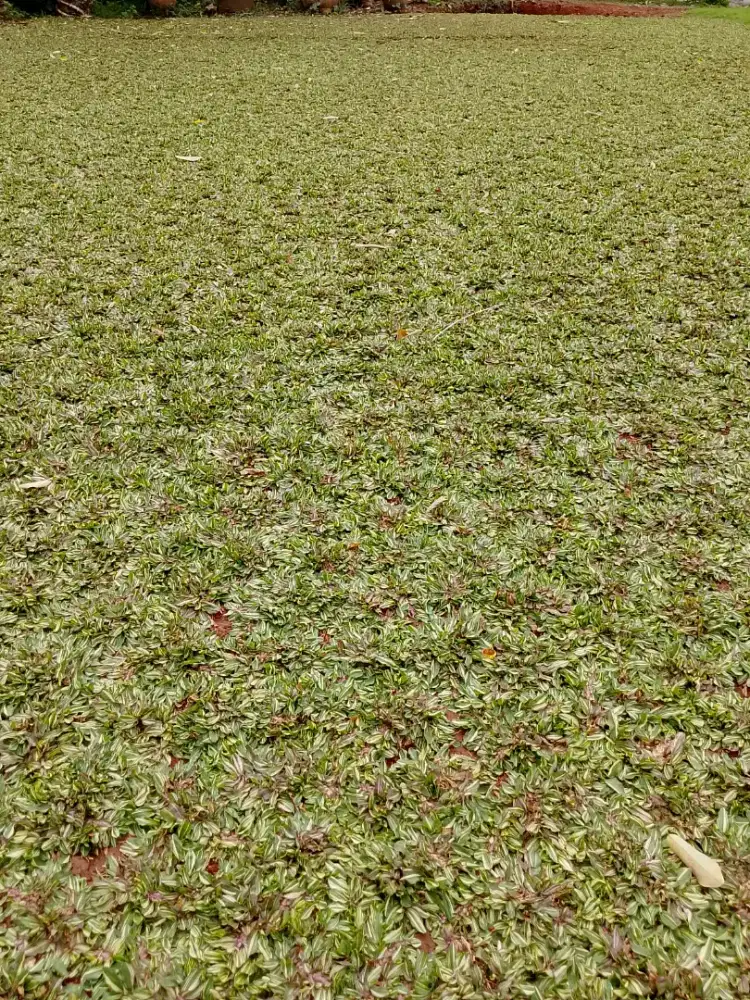 Jual rumput gajah mini